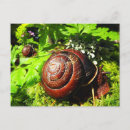 Recherche de escargot vert cartes postales Escargots