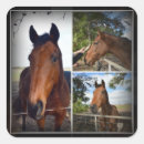 Recherche de photo de cheval autocollants Chevaux