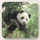 Recherche de panda géant dessous de verres Ours