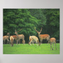 Recherche de clairière posters Forêt