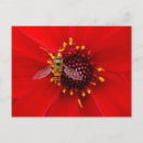 Recherche de dahlia cartes postales Nature