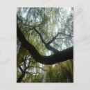 Recherche de saule cartes postales Nature