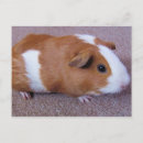 Recherche de guinée cartes postales Animal de compagnie