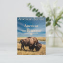 Recherche de faune américaine cartes postales Bison américain