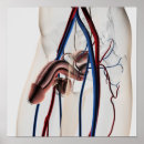 Recherche de cava posters Transparent