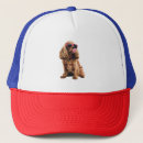 Recherche de cocker casquettes Chiot