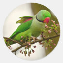 Recherche de perroquet coloré autocollants Oiseau