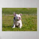Recherche de de bouledogue français art Vert