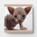 Recherche de chat de sphynx maison deco Chaton
