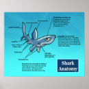 Recherche de anatomique posters Océan