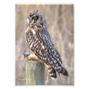 Recherche de hibou brun posters Oiseau de proie