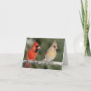 Recherche de cardinal photographie Photographie de nature