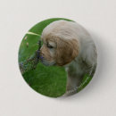 Recherche de chien de golden retriever badges Chien d'arrêt d'or
