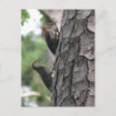 Recherche de jeunes hommes cartes postales Nature