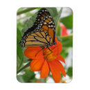 Recherche de monarques magnets Nature