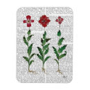 Recherche de oeillets magnets Fleurs