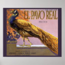 Recherche de vintage paon posters Plumes