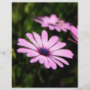 Recherche de marguerite prospectus Floral