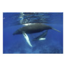 Recherche de vertébré posters Animal