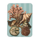 Recherche de coquillage magnets Dollar de sable