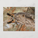 Recherche de grand hibou à cornes cartes postales Nature