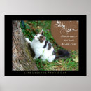 Recherche de copies de chat photographie Chaton