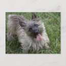 Recherche de cairns cartes postales Terrier