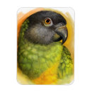 Recherche de sénégal magnets Perroquet