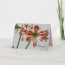 Recherche de amaryllis vœux cartes Rouge