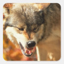 Recherche de portrait loup autocollants Faune