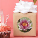 Recherche de nénuphars roses autocollants Water