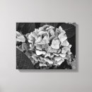 Recherche de hortensias toiles Pour tous
