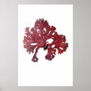 Recherche de algues art Antique
