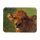 Recherche de veau magnets Animal de ferme
