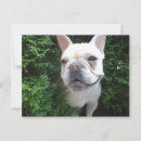 Recherche de canin cartes postales Photographie