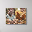 Recherche de poules toiles Poulet