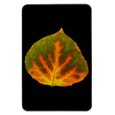 Recherche de feuille vert magnets Arbre