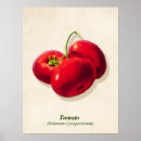 Recherche de tomate posters Botanique