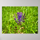 Recherche de hyacinthe posters Bleu