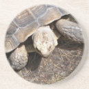 Recherche de tortues dessous de verres Mignon