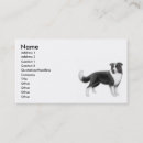 Recherche de colley cartes visite Border collie