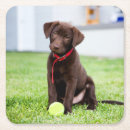 Recherche de chocolat labrador dessous de verres Mignon