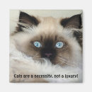 Recherche de birmans magnets De chat