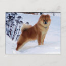 Recherche de chow cartes postales Animaux