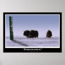 Recherche de muskox posters Boeuf musqué