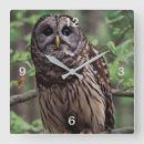 Recherche de la chouette horloges Faune