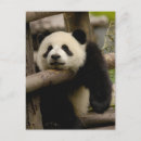 Recherche de panda bébé cartes postales Animal