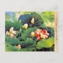 Recherche de fleur de lotus rouge cartes postales Chinois