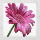 Recherche de gerberas invitations Marguerites