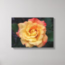 Recherche de beautiful pink rose art Nature